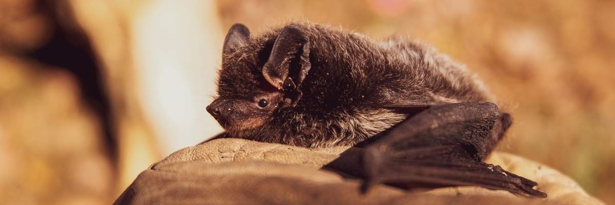The bat tunnel (Frankreich)